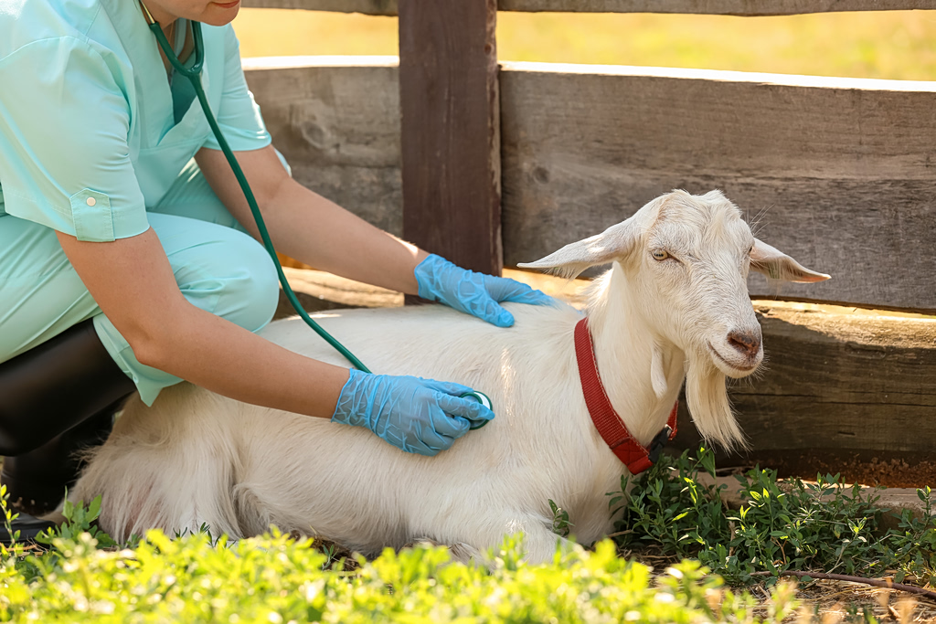 goat parasites