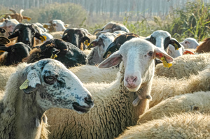 Greece Confirms No Approved Vaccine for Goat and Sheep Pox