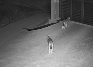 Wolf Pack Spotted Outside Home in Thessaloniki