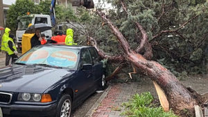 Storms Hit Southern Suburb: Trees Fall, Cars Damaged