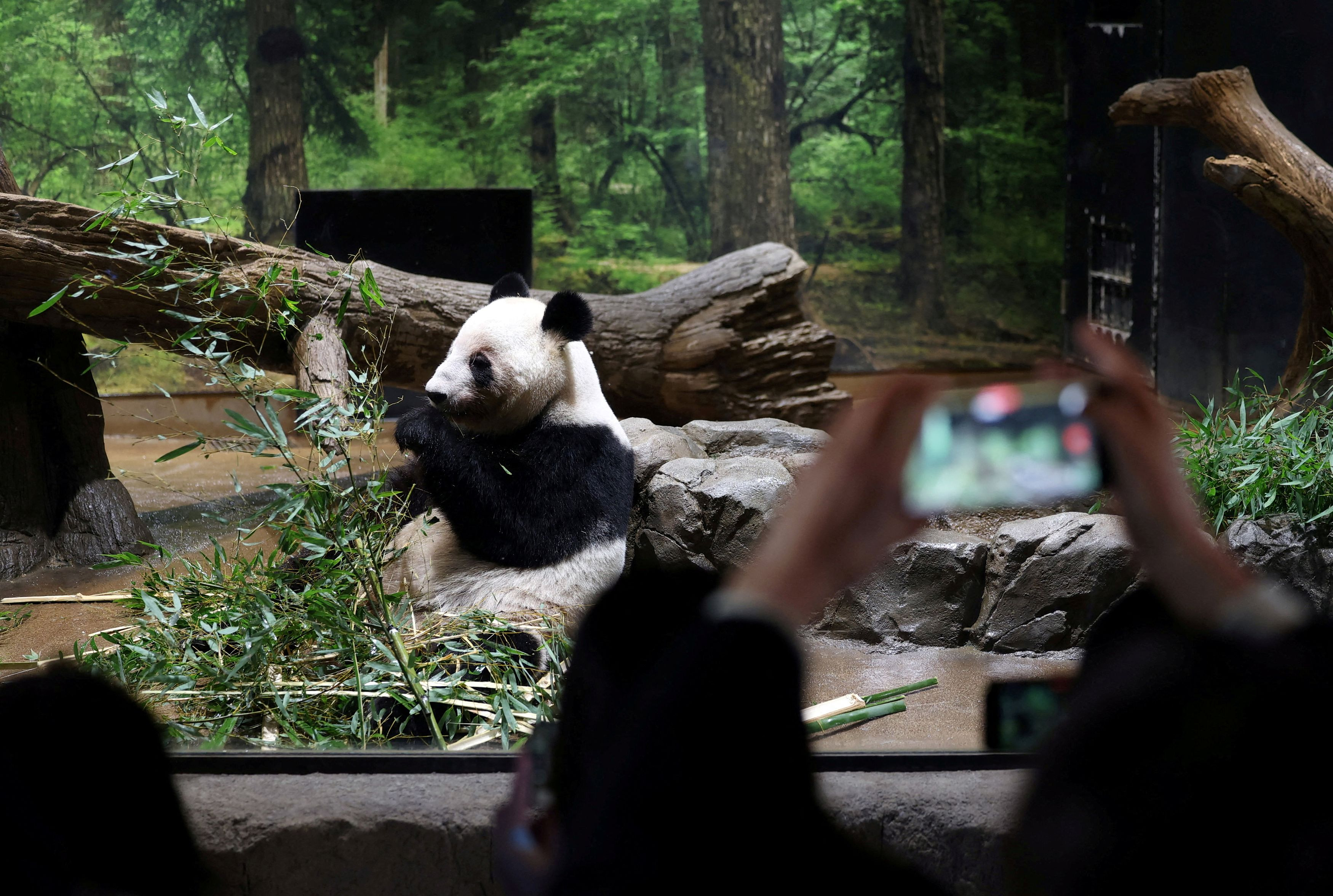 Japan Says Goodbye to Last Giant Pandas as Twins Return to China