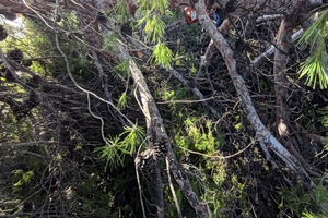 Tree Falls on Train in Greece, Driver Hospitalized