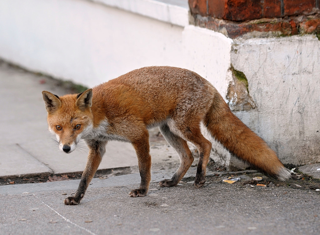 Foxes and Wolves in Athens. Is The Urban Wildlife Scene Changing?
