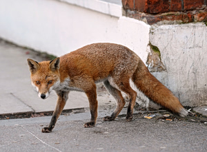 Foxes and Wolves in Athens. Is The Urban Wildlife Scene Changing?