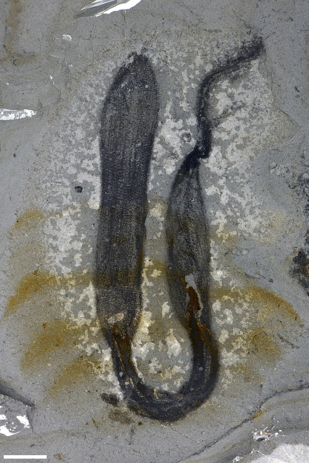 Fossils in Chinese Quarry Show Unknown Creatures from 500 Million Years ...