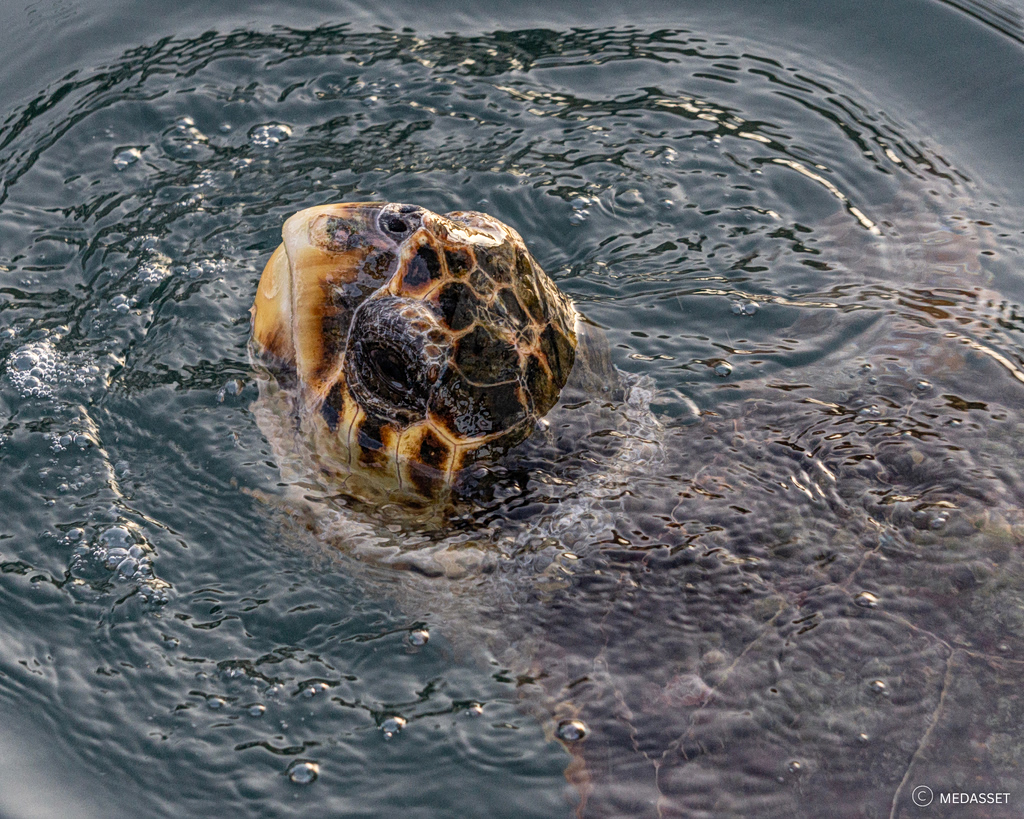 The Fight to Save Greece’s Sea Turtles