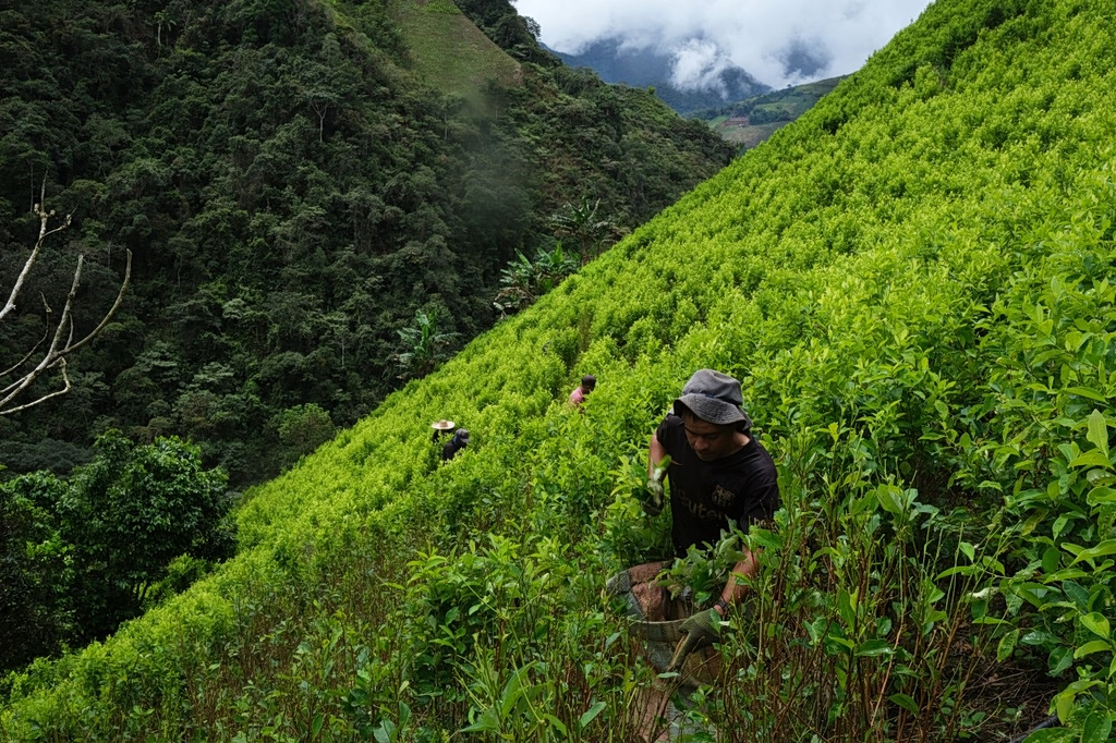 A Cocaine Boom Ruptured the U.S.-Colombia Alliance. Can It Be Repaired?