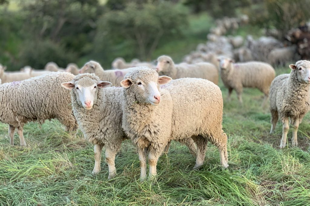 Sheep and Goat Pox Hits 2,500+ Farms Nationwide