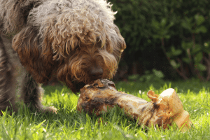 Tsiknopempti Dangers: Why Your Meat Can Harm Pets