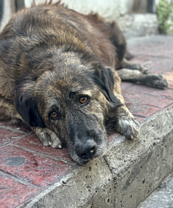 Three Greek Municipalities Come Together to Manage Stray Pets