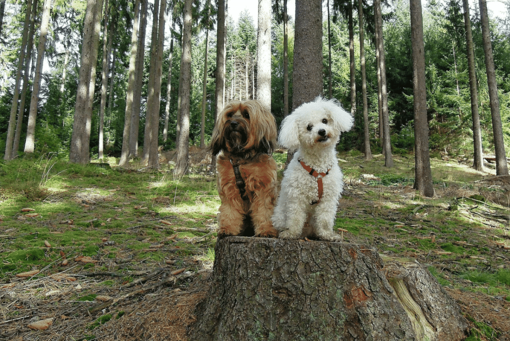 Pine Caterpillars Pose Severe Health Risks for Dogs
