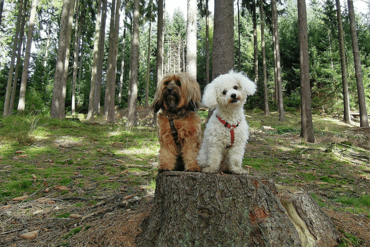 Pine Caterpillars Pose Severe Health Risks for Dogs