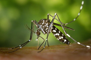 Chikungunya Virus: 10 Key Questions Answered
