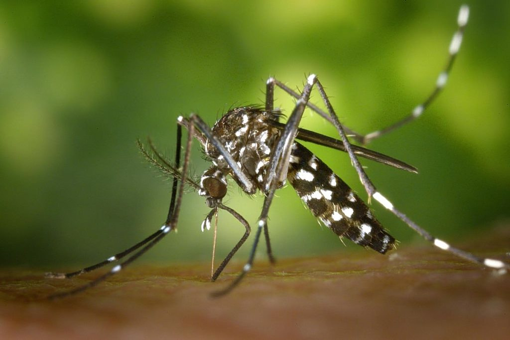 Chikungunya Virus: 10 Key Questions Answered