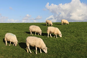 Over 2,000 Confirmed Cases of Sheep and Goat Pox