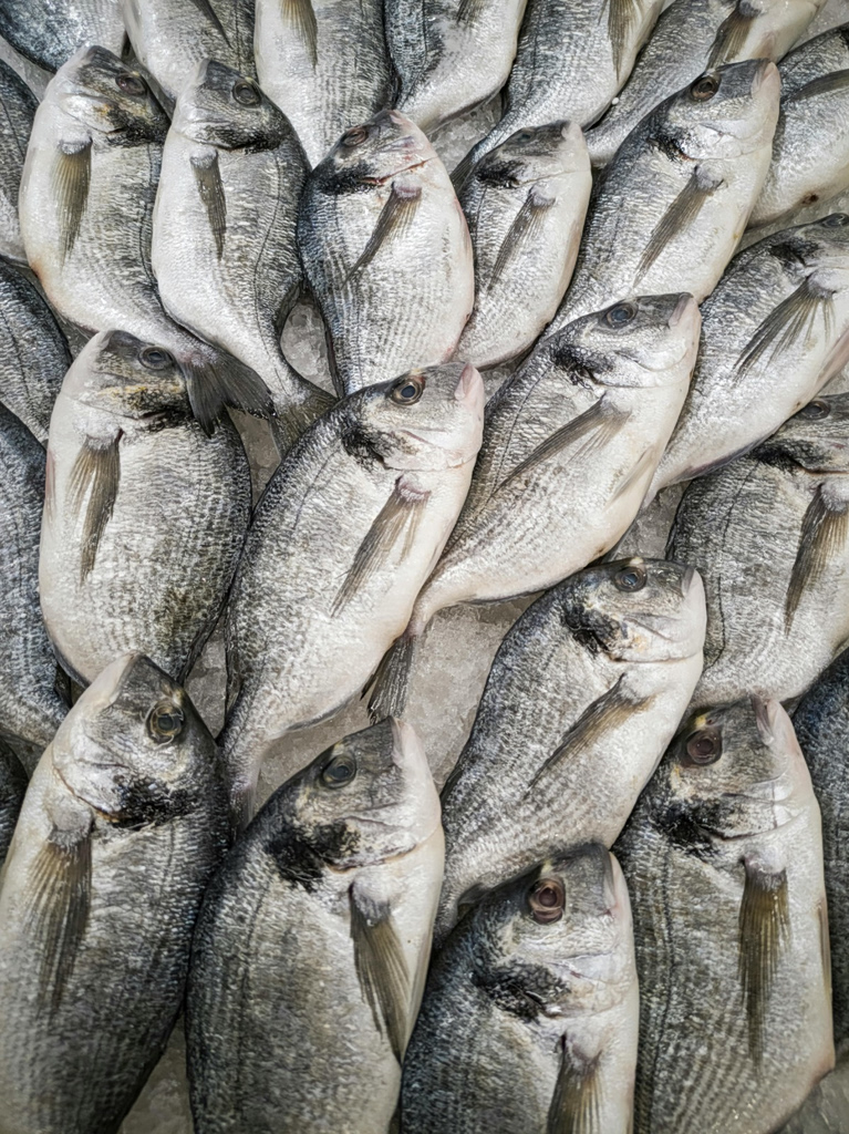 aquaculture fish farmed fish