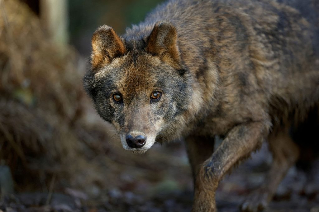 Wolf Attack Reported Near Tatoi Estate
