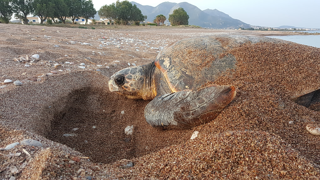 32 Years Later Same Turtle Returns to Lay Eggs on Greek Beach