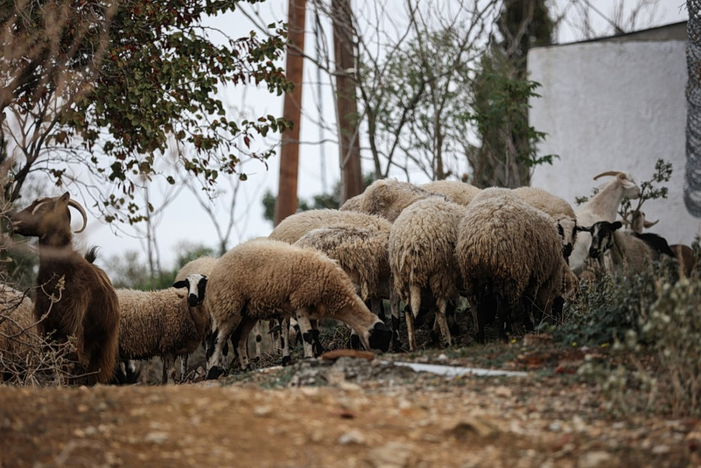 Sheep Pox Sparks Alarm in Epirus Amid Illegal Vaccine Fears