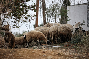 Sheep Pox Sparks Alarm in Epirus Amid Illegal Vaccine Fears