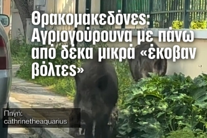 Sounder of Wild Boars Seen in extreme NW Athens