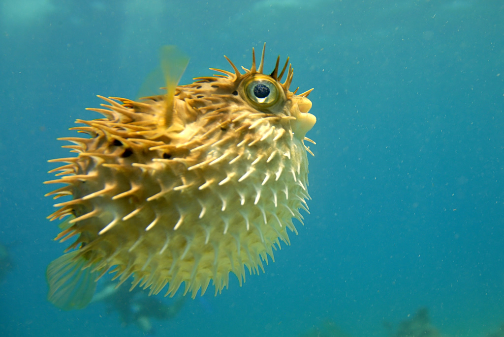 pufferfish soup