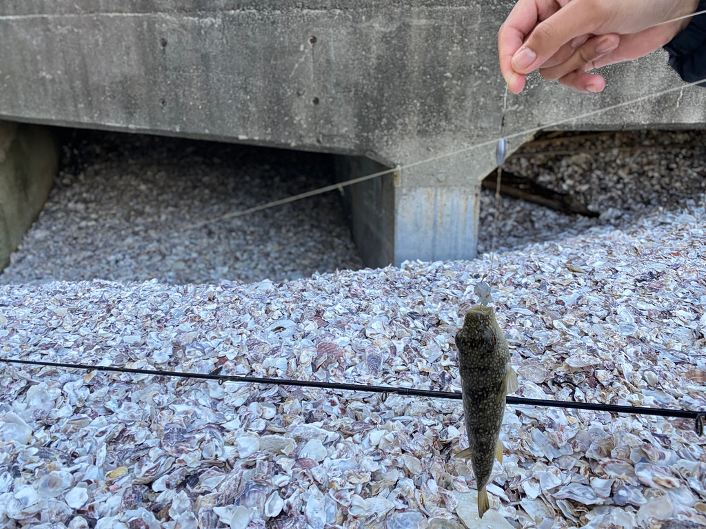 The Pufferfish Is Not Suitable for… Fish Soup