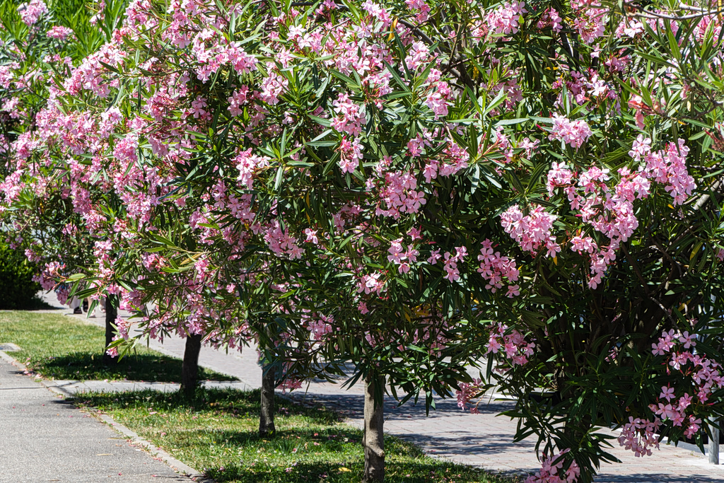 Greece’s “Oleander War” Spreads to Schools and Cities