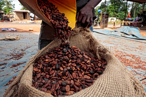 Coffee Prices May Plunge Like Cocoa, Experts Warn