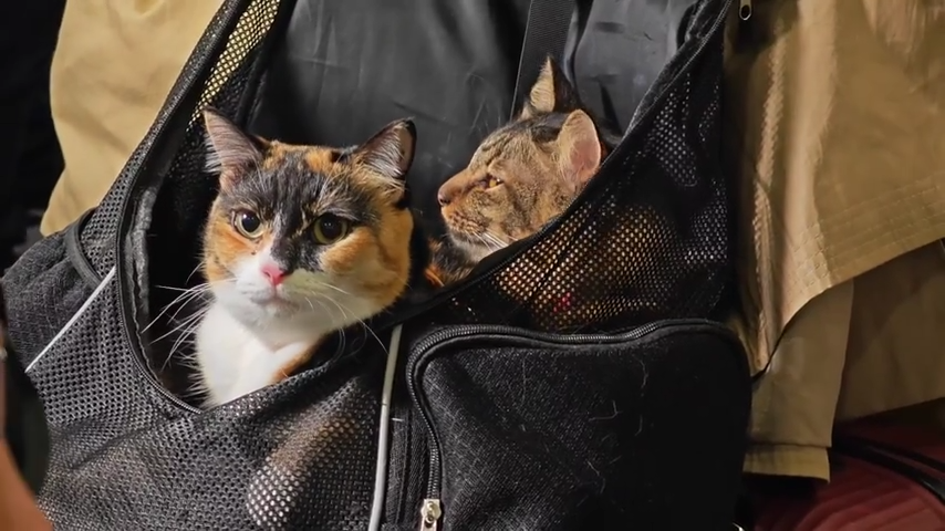 Greeks Repatriated with Pets in First-Ever Rescue Flight