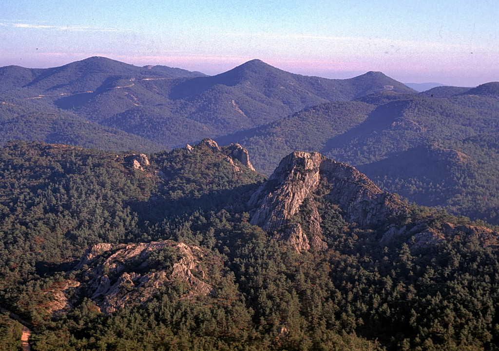 Poisoned Baits Trigger Ecological Disaster in Dadia Forest