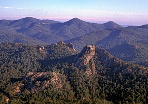 Poisoned Baits Trigger Ecological Disaster in Dadia Forest