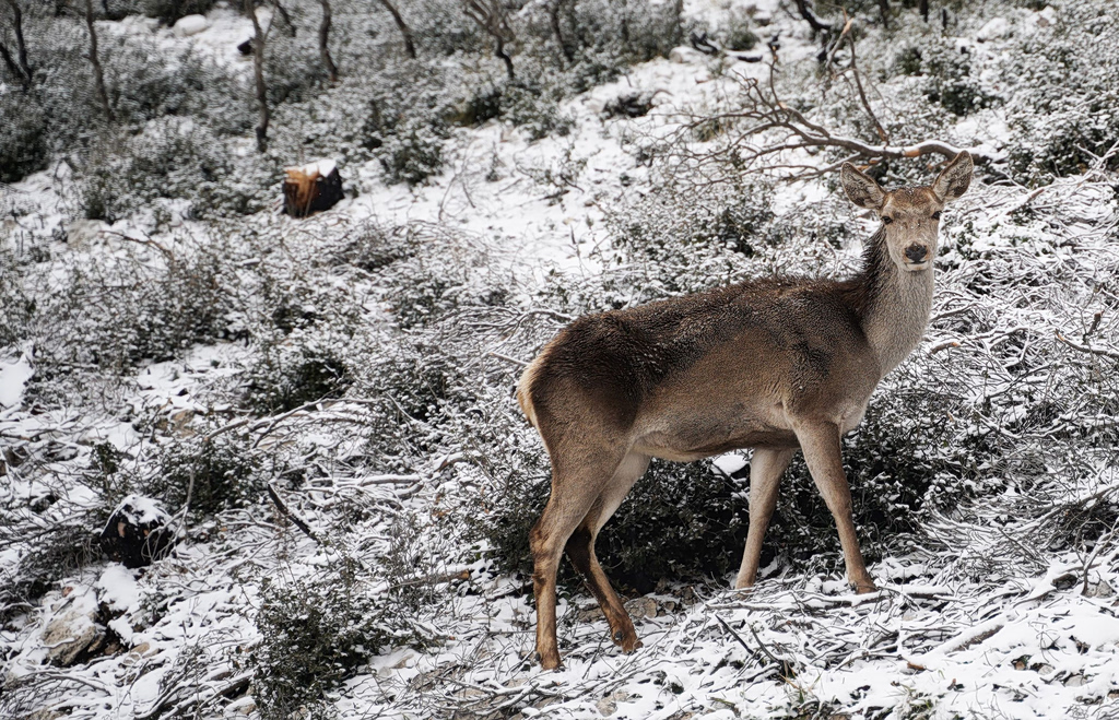 Mt. Parnitha Blanketed in White from Early Spring Snowfall