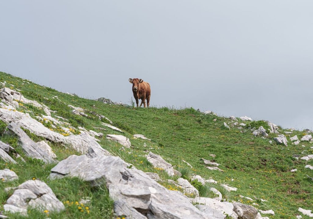 Emergency Measures Enforced on Lesbos to Combat Animal Disease