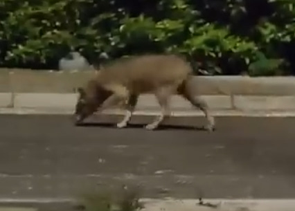 Latest Wolf Sighting Beneath Athens’ Mt. Parnitha (Vid)
