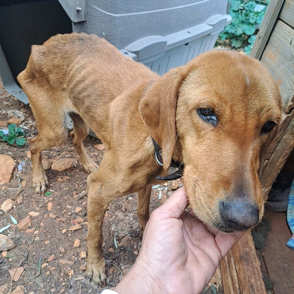 Microchip Implanted on Abandoned, Starving Dog Leads to Owner