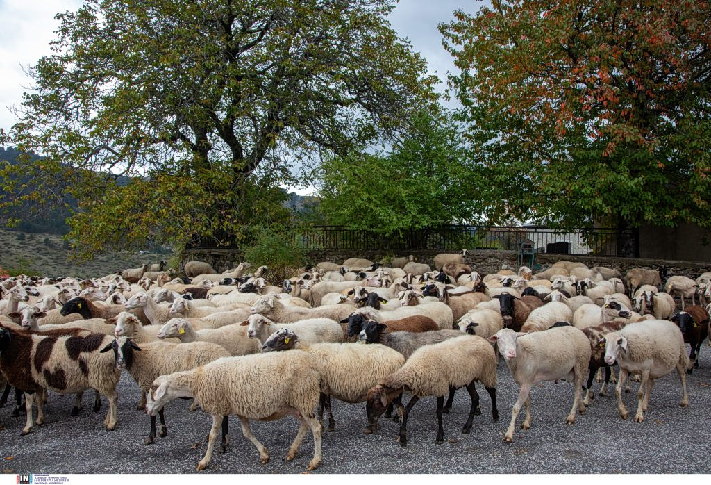 More than 2,300 Animals Culled Due to Livestock Disease in Lesbos
