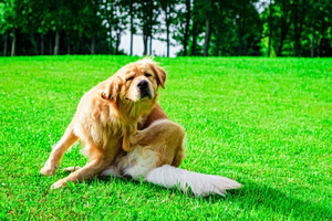 Spring-triggered Dog Itching: What Owners Should Know