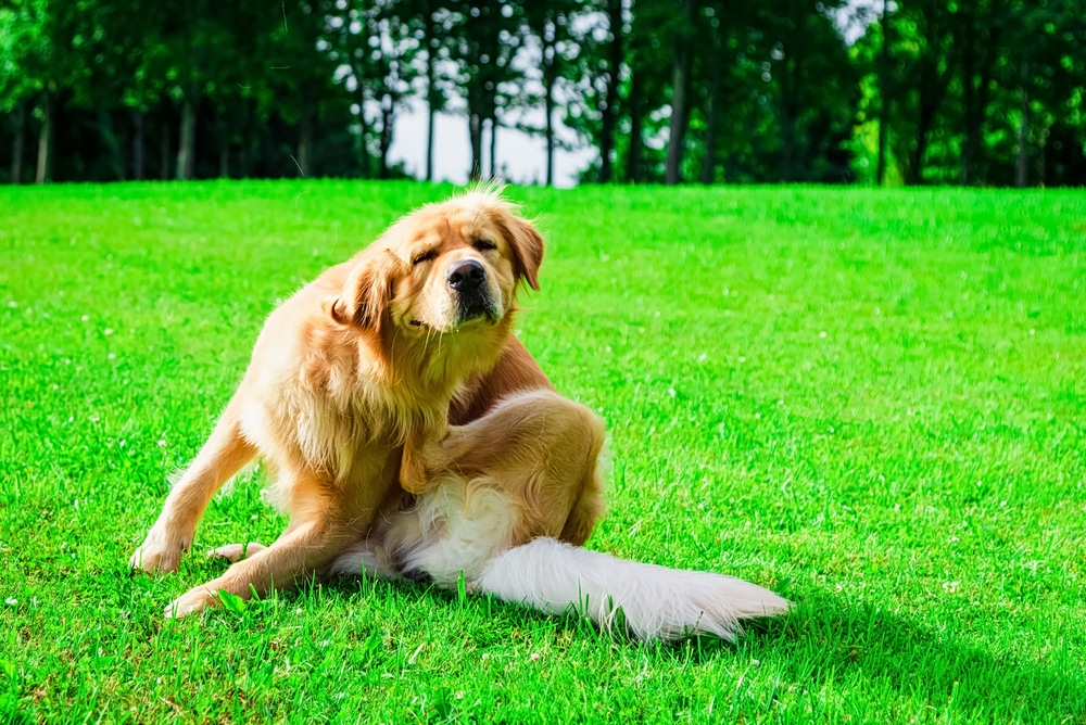 Spring-triggered Dog Itching: What Owners Should Know