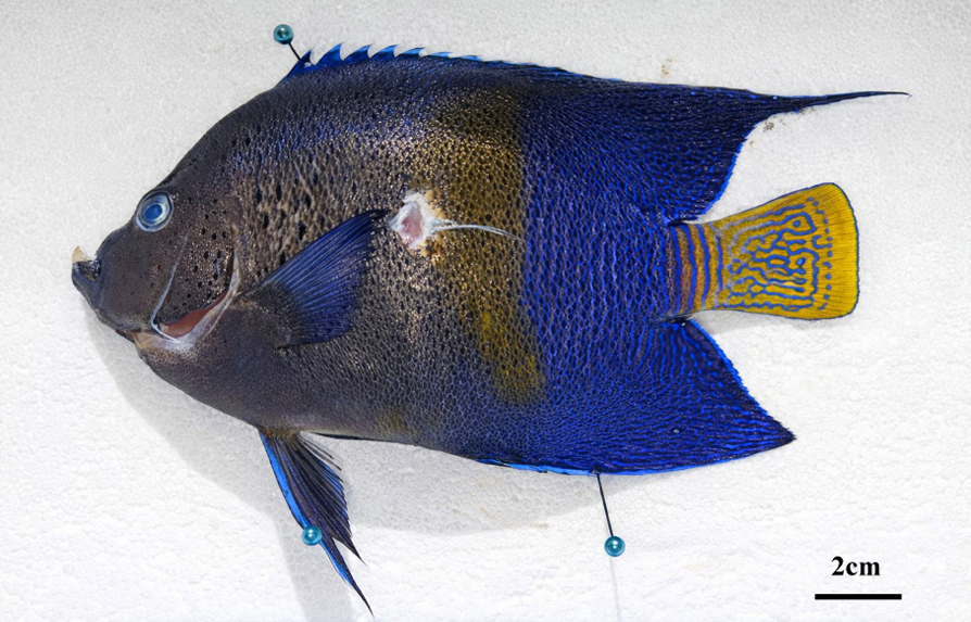 invasive species angelfish