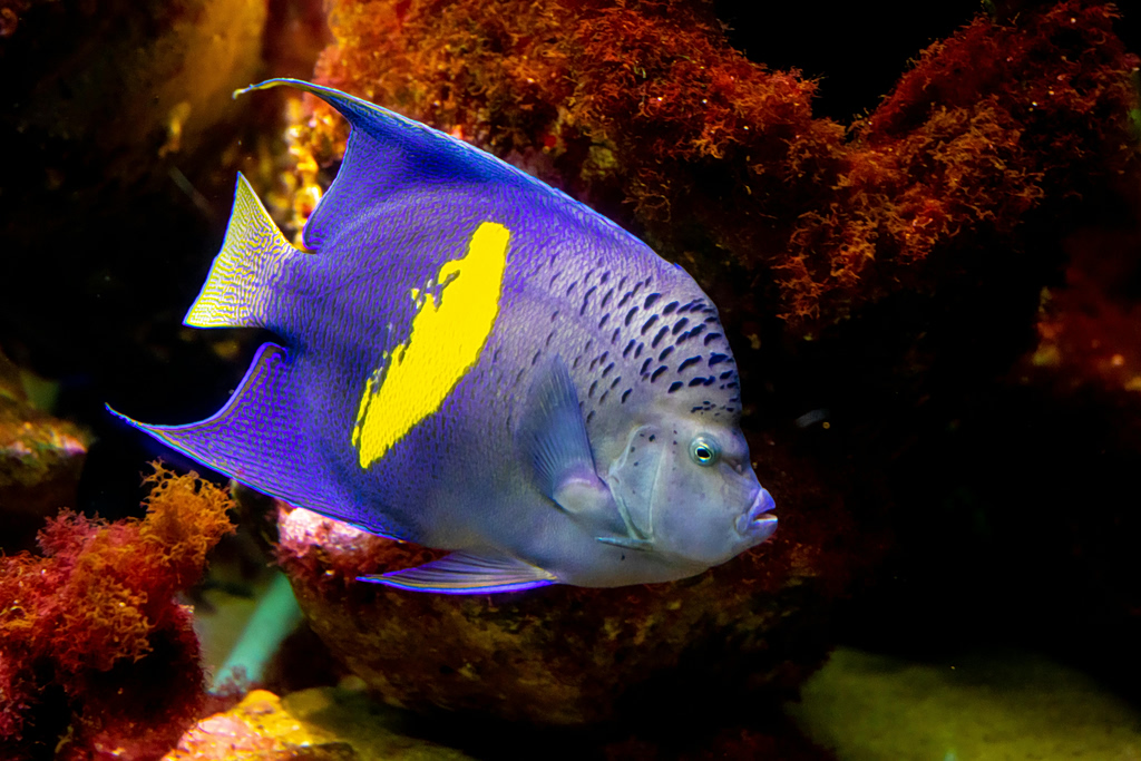 Yellowbar Angelfish Recorded in Greece for First Time off Crete