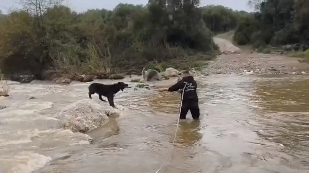 2 Stranded Sheepdogs Rescued from Rain-Swollen River in N. Greece