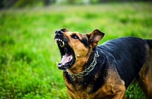 Dog Bites Toddler in Greece’s Piraeus, Grandmother Arrested