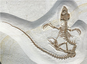 The Evolution of Breathing: What a 289-Million-Year-Old Fossil Reveals