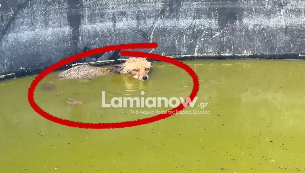 Fox Trapped in Reservoir, Struggling in Water Rescued (Vid)