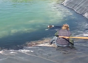 Six Dogs Rescued After Days Trapped in Water Tank