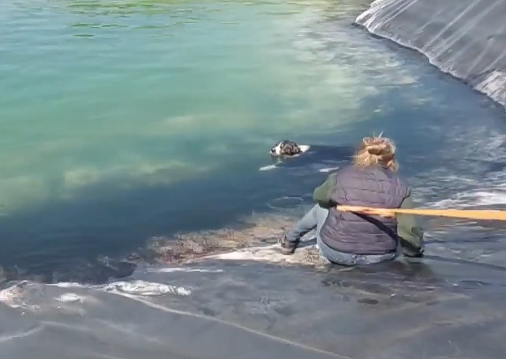 Six Dogs Rescued After Days Trapped in Water Tank