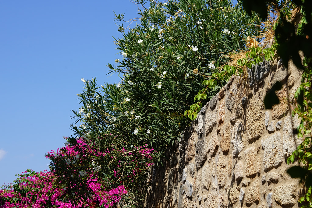 Oleander Removal in Schools Sparks Environmental Backlash