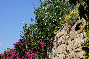 Oleander Removal in Schools Sparks Environmental Backlash