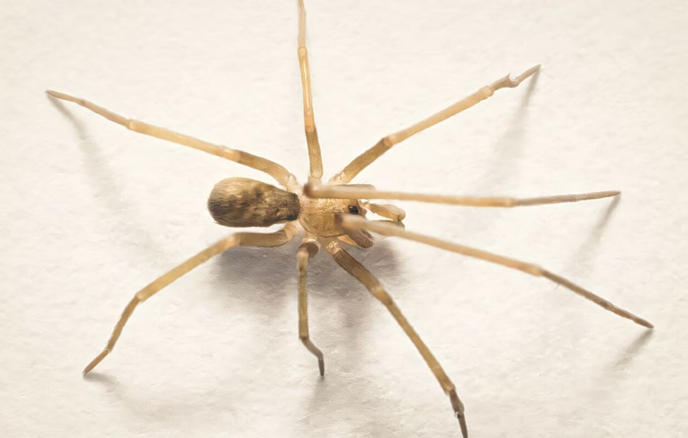 Pink Floyd-Inspired Wall Spider Hunts Urban Pests
